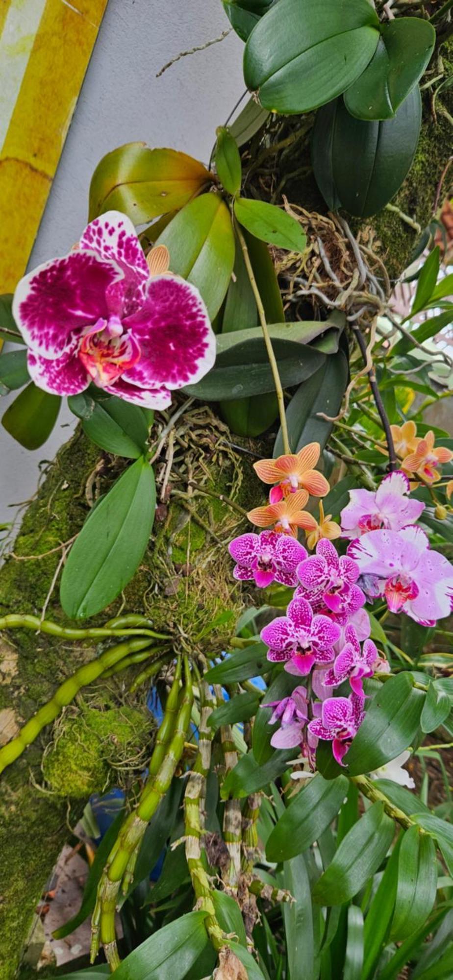 Suites No Paraiso Da Ilhabela Ngoại thất bức ảnh